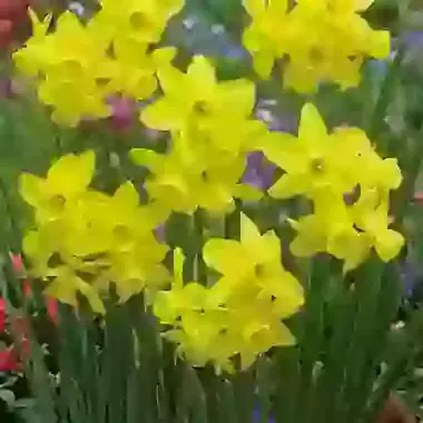 Sunlight Sensation